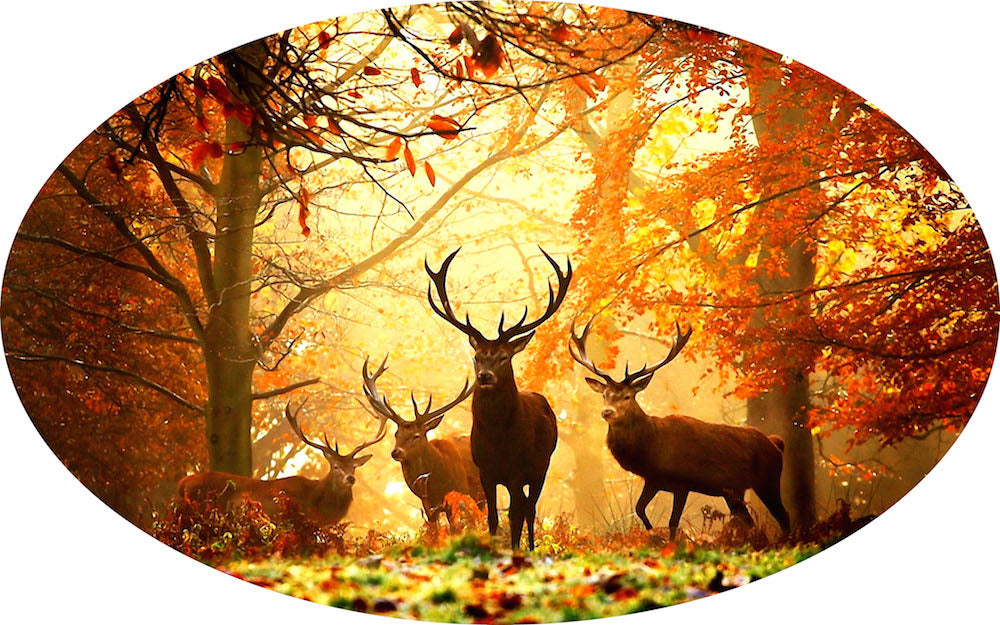Deer Wall Decal