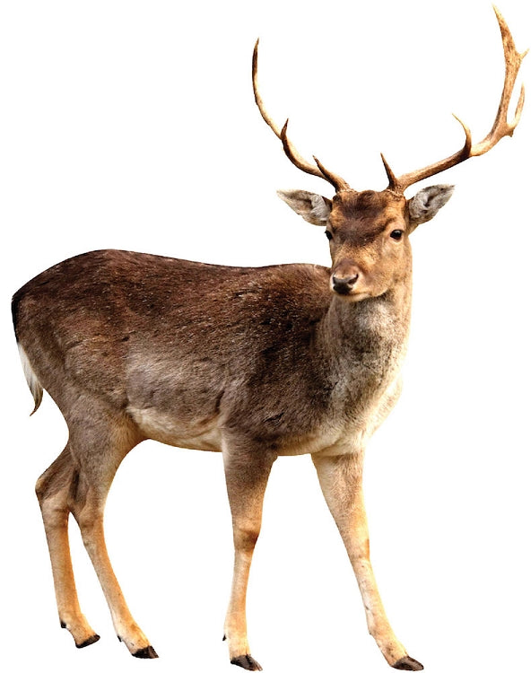 Buck Wall Decal