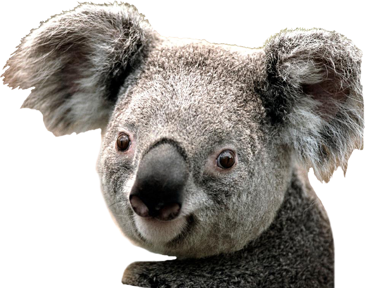 3D Koala Wall Decal