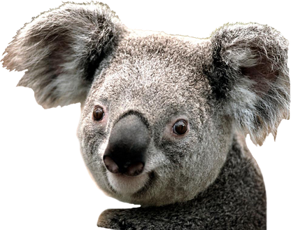 3D Koala Wall Decal