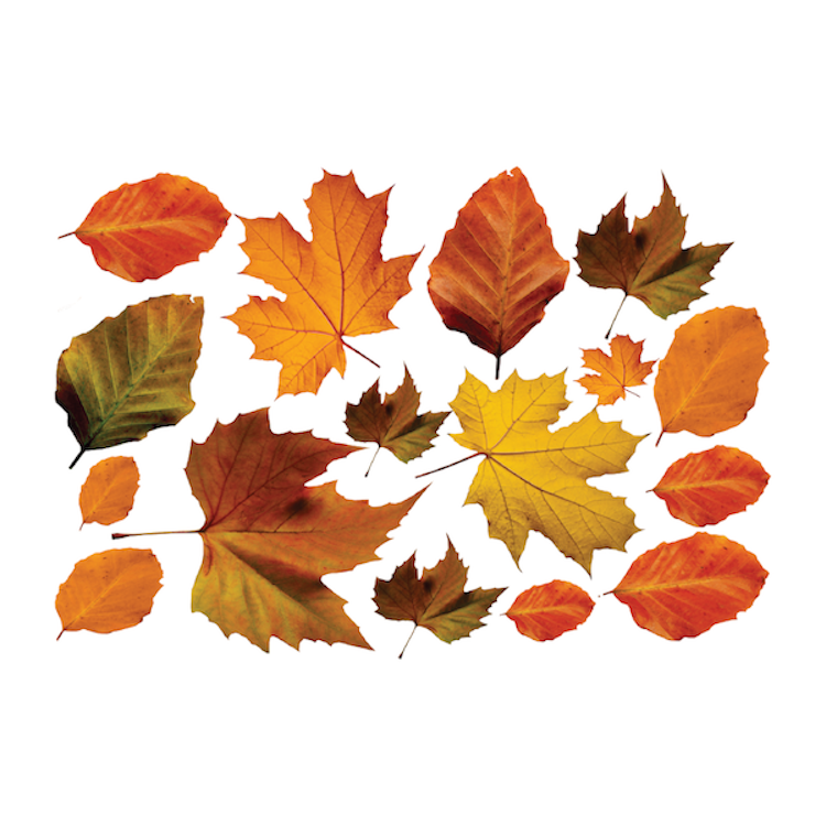 Autumn Leaves Wall & Window Decals