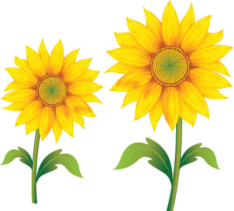 Sunflower Decal Set